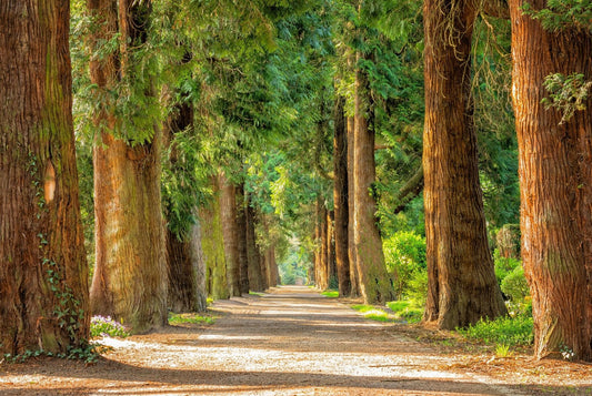 green forest to relax and feel at peace and recovery physically and mentally